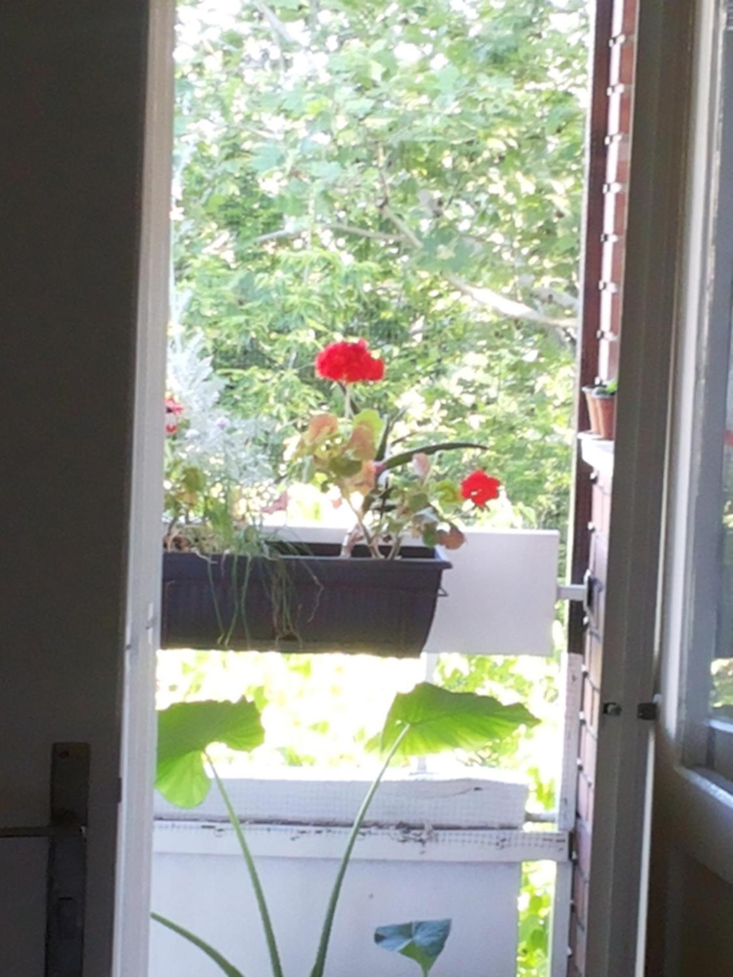 B&B Girasole Novi Sad Oda fotoğraf